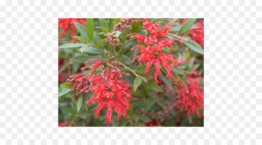 Belukar，Grevillea Banksii PNG