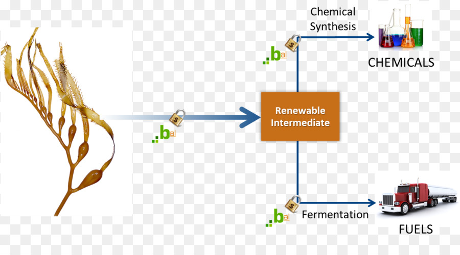 Biofuel，Rumput Laut PNG