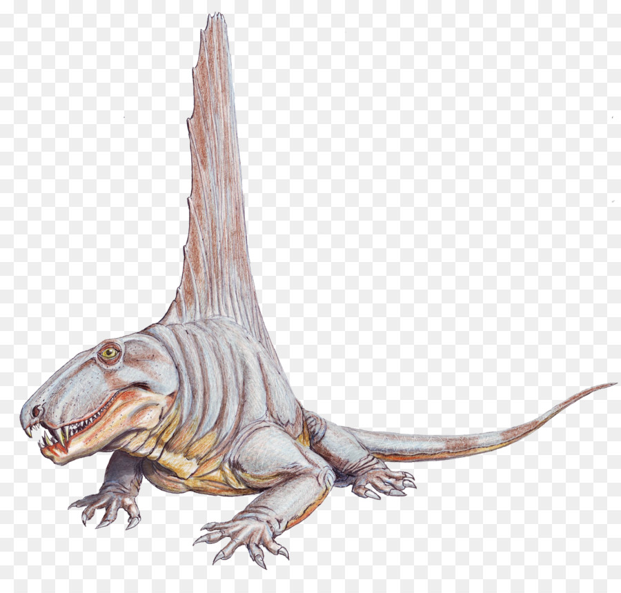 Dimetrodon Limbatus，Tengkorak PNG