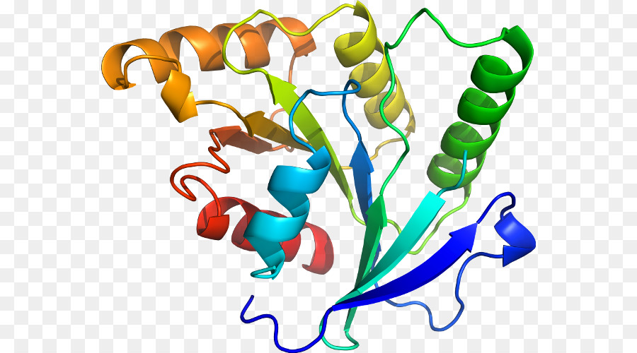 Protein，Molekul PNG