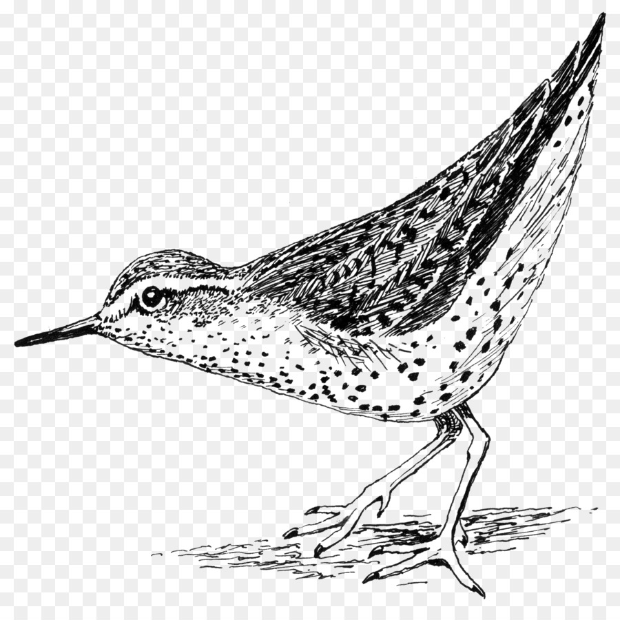 Berkik，Tutul Sandpiper PNG