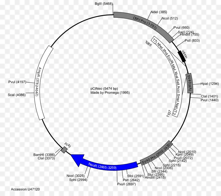 Peta Plasmid，Genetika PNG