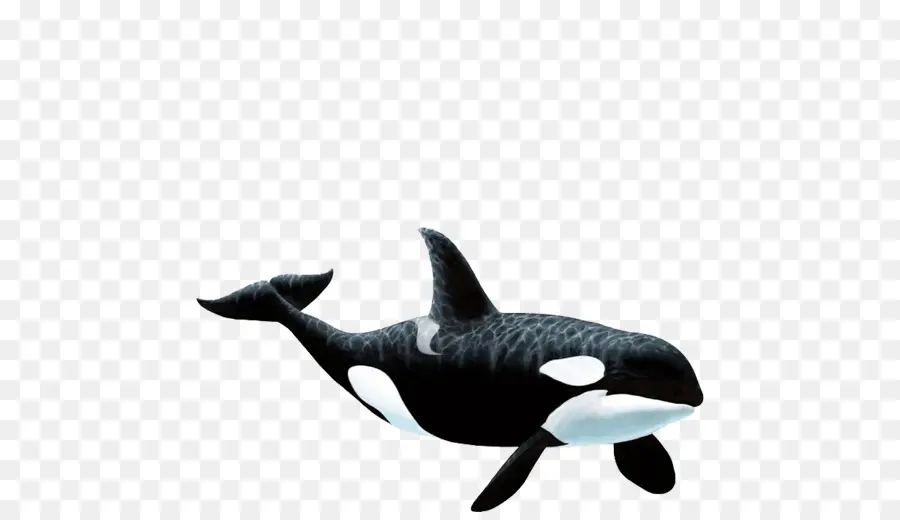 Orca，Paus PNG