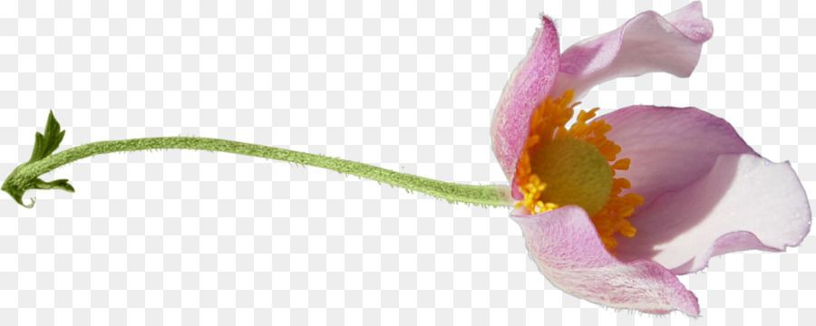 Tulip，Bunga PNG