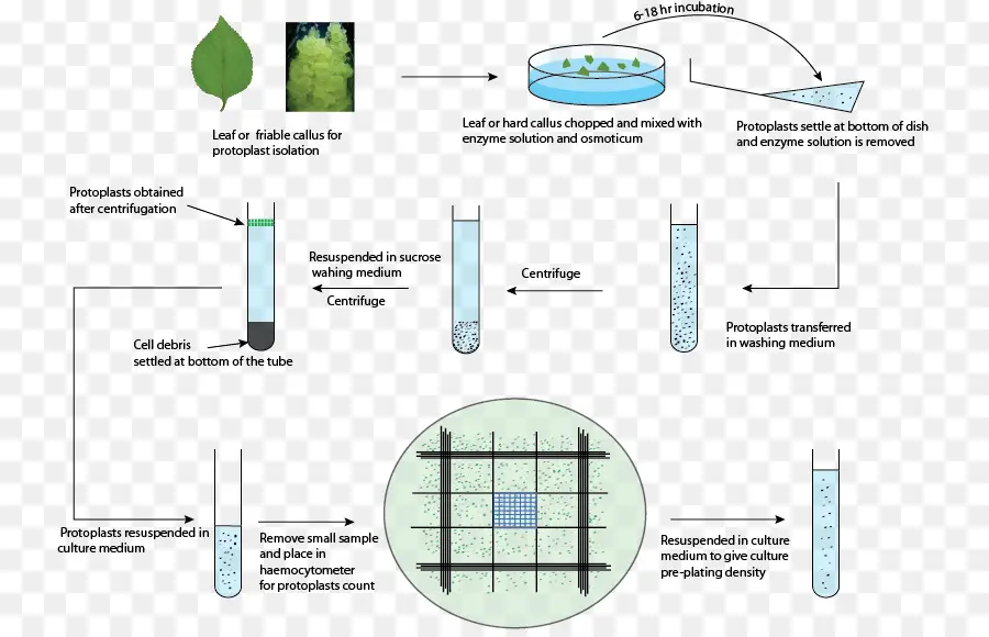 Isolasi Protoplas，Biologi PNG