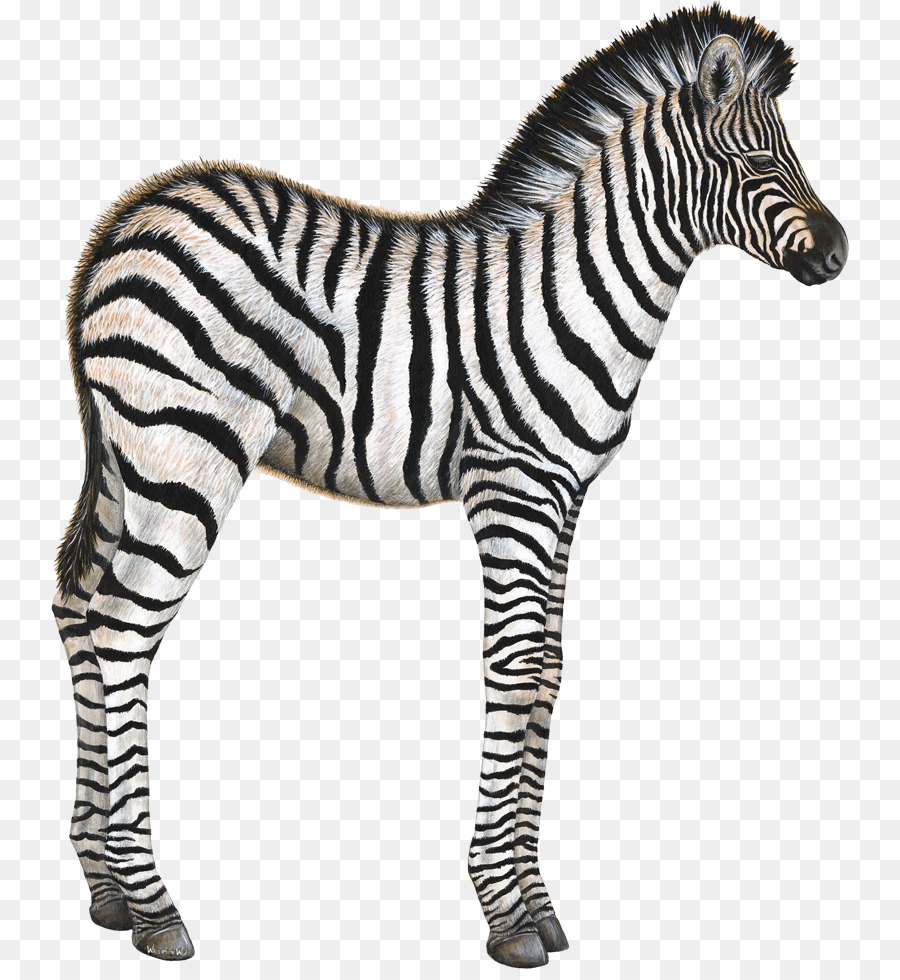 Quagga，Stiker Dinding PNG