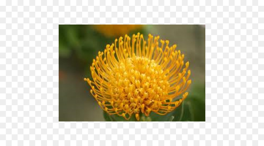 Leucosperumum，Sugarbushes PNG