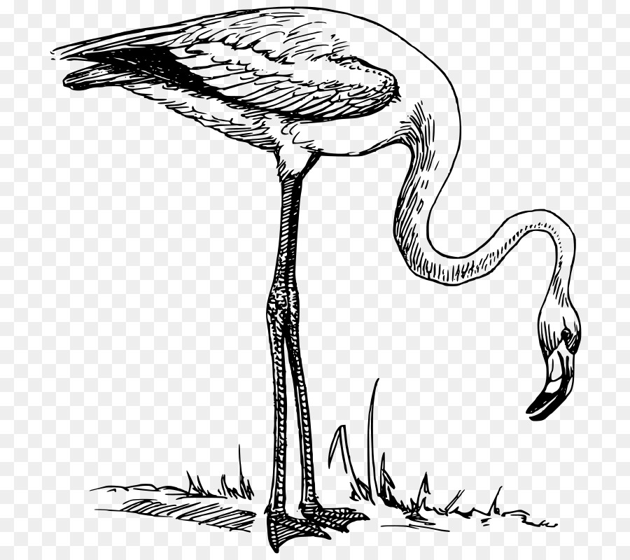 Flamingo，Gambar PNG