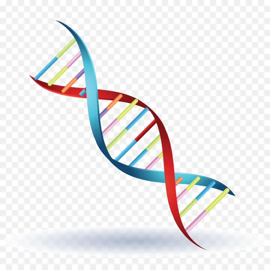 Dna，Spiral PNG