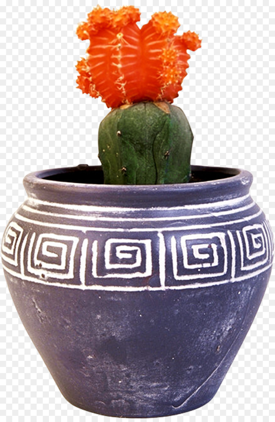 Cactaceae，Pot Bunga PNG