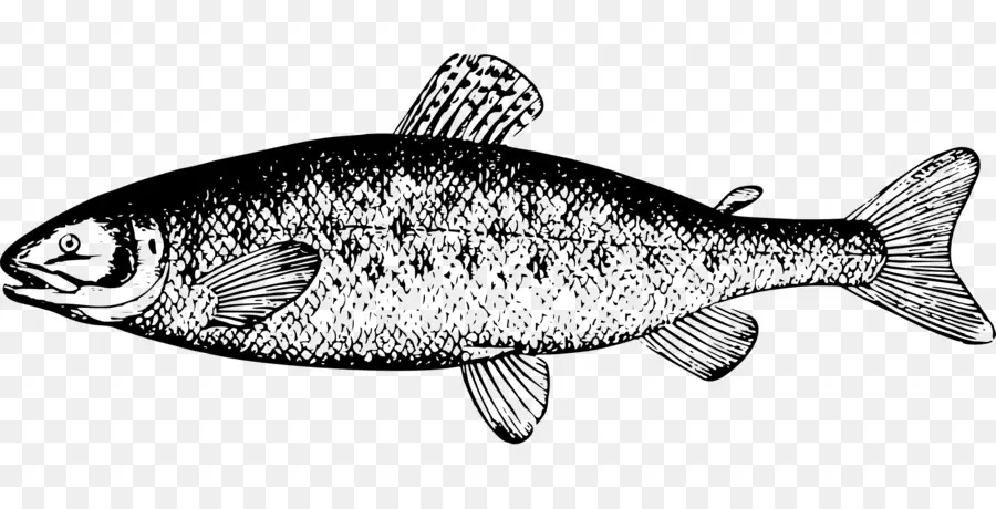 Ikan，Akuatik PNG