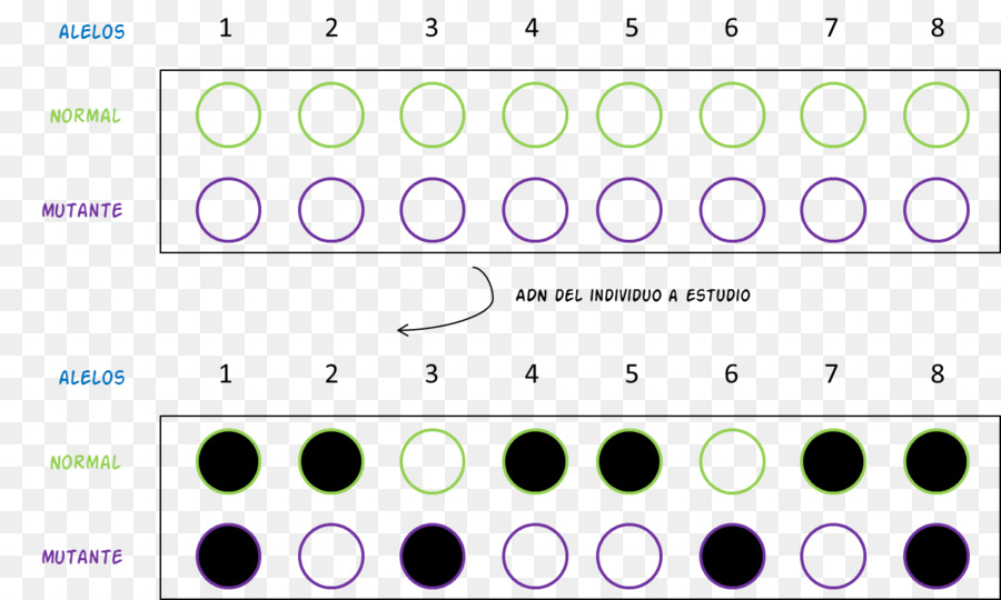 Diagram Studi Genetik，Genetika PNG