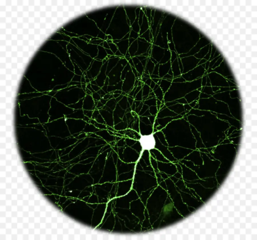 Neuron，Protein Fluoresen Hijau PNG