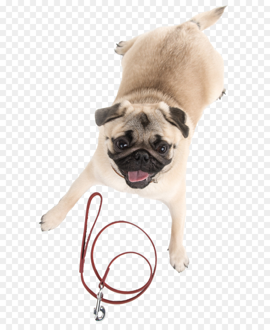 Pug，Anak Anjing PNG