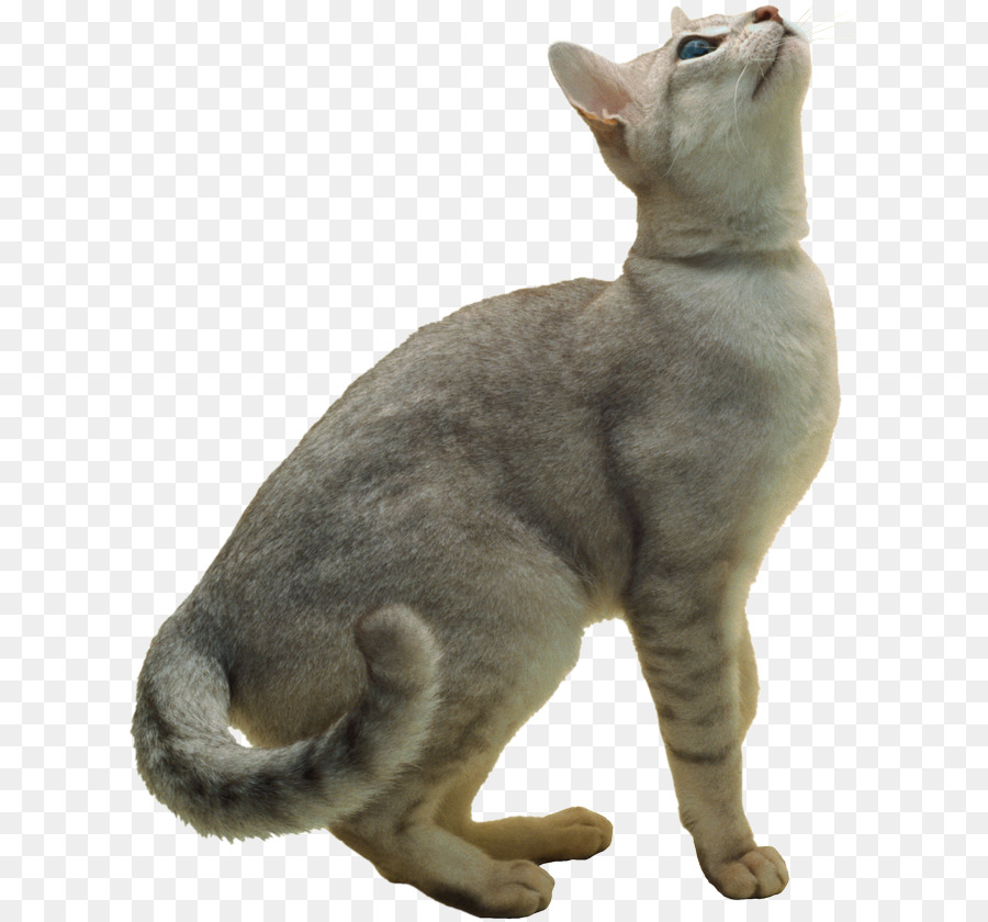 Burmilla，Kucing Persia PNG