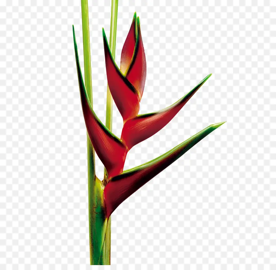 Heliconia Rostrata，Bunga PNG