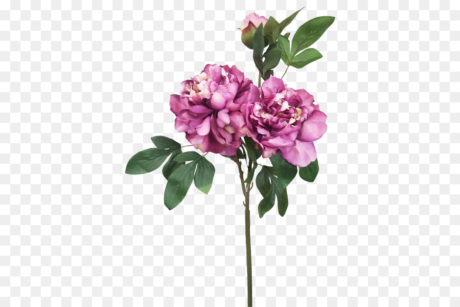 Bunga Potong，Rosaceae PNG