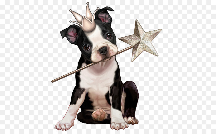 Anjing，Boston Terrier PNG