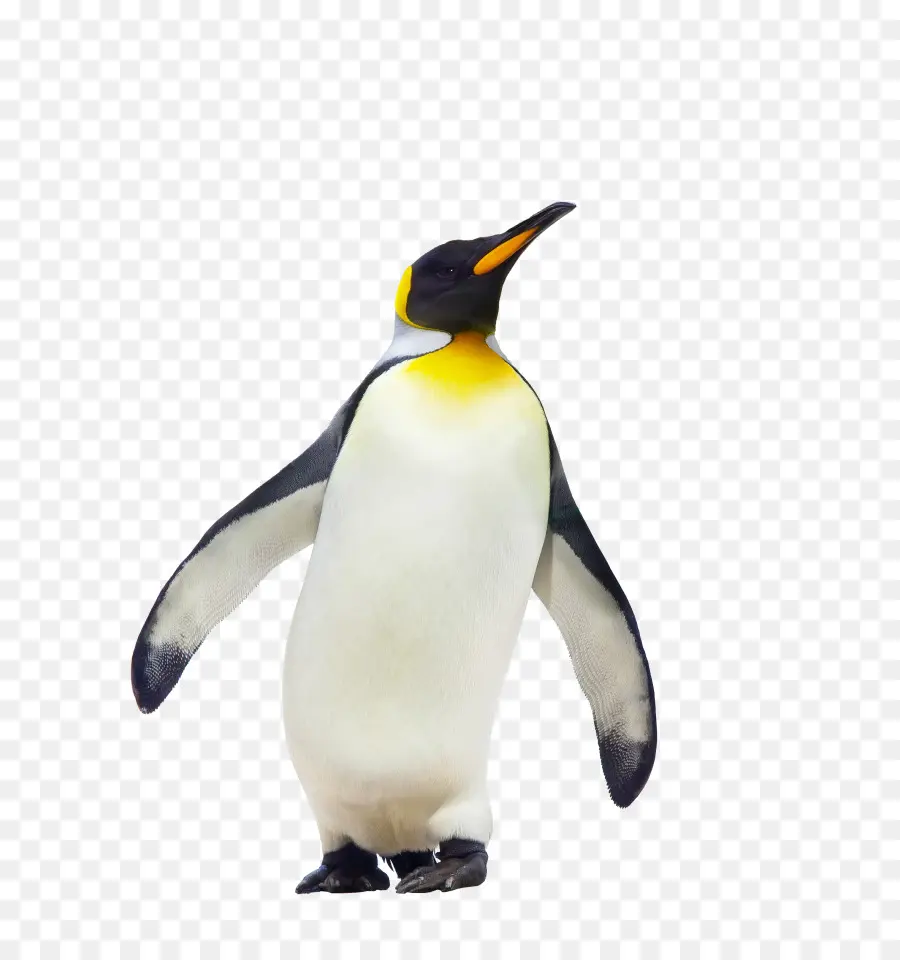 Cfe Yang Lebih Tinggi Geografi Catatan Saja，Penguin PNG
