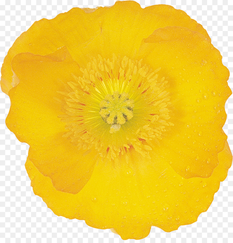 Bunga，Google Gambar PNG