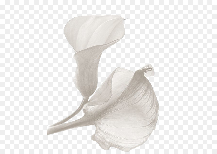 Calla Lily，Bunga PNG