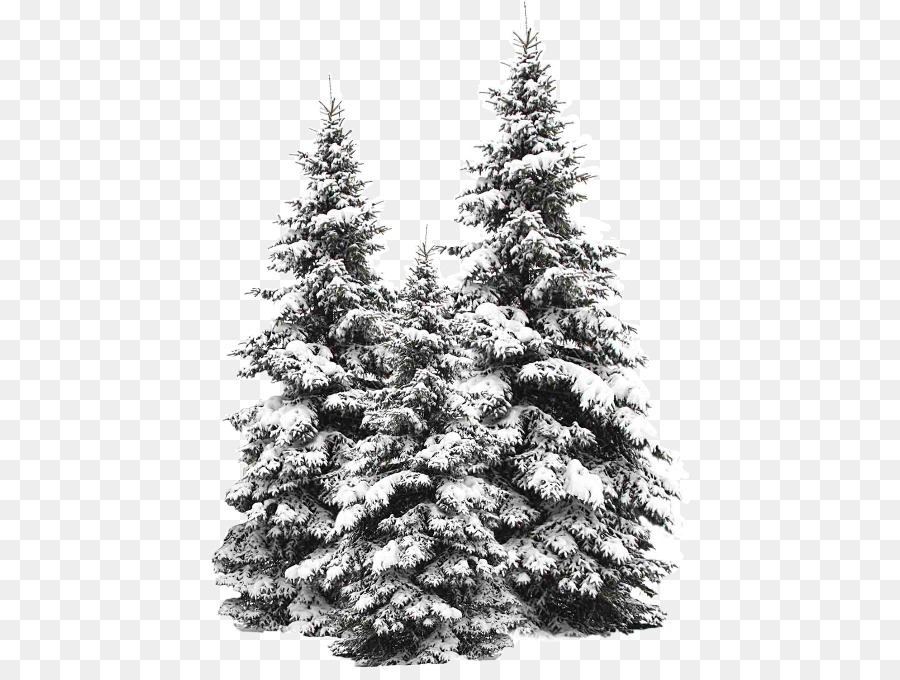  Salju  Cemara  Pohon  gambar png