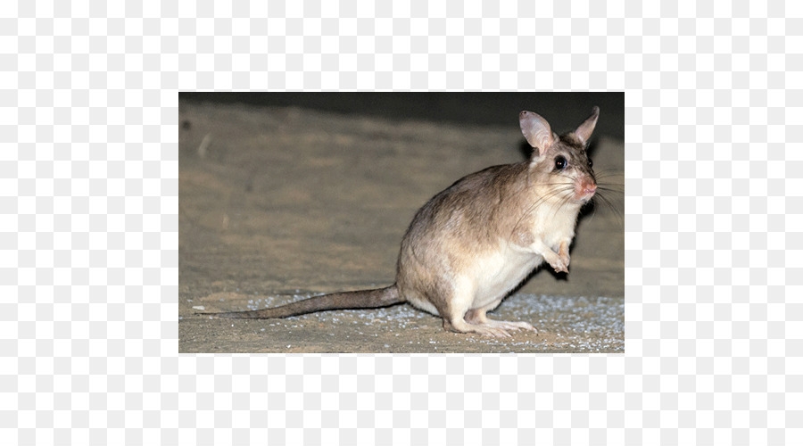 Gerbil，Tikus PNG