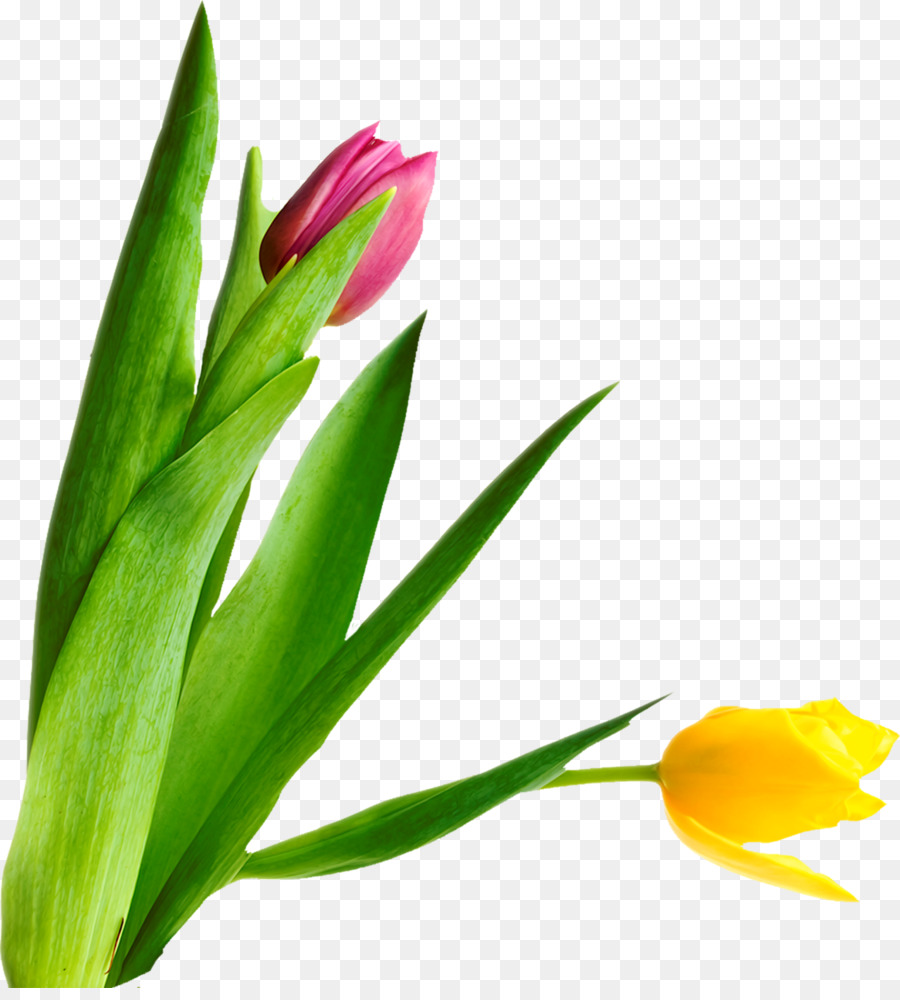 Tulip Festival Kali，Bunga PNG