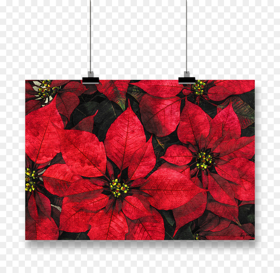 Kertas，Poinsettia PNG