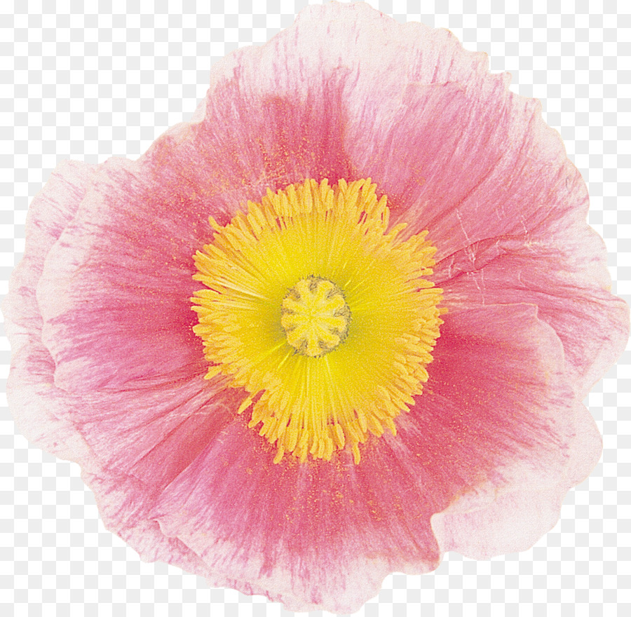 Mallows，Poppy Keluarga PNG