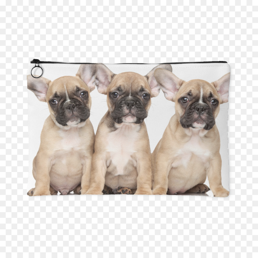 Bulldog，Bulldog Perancis PNG