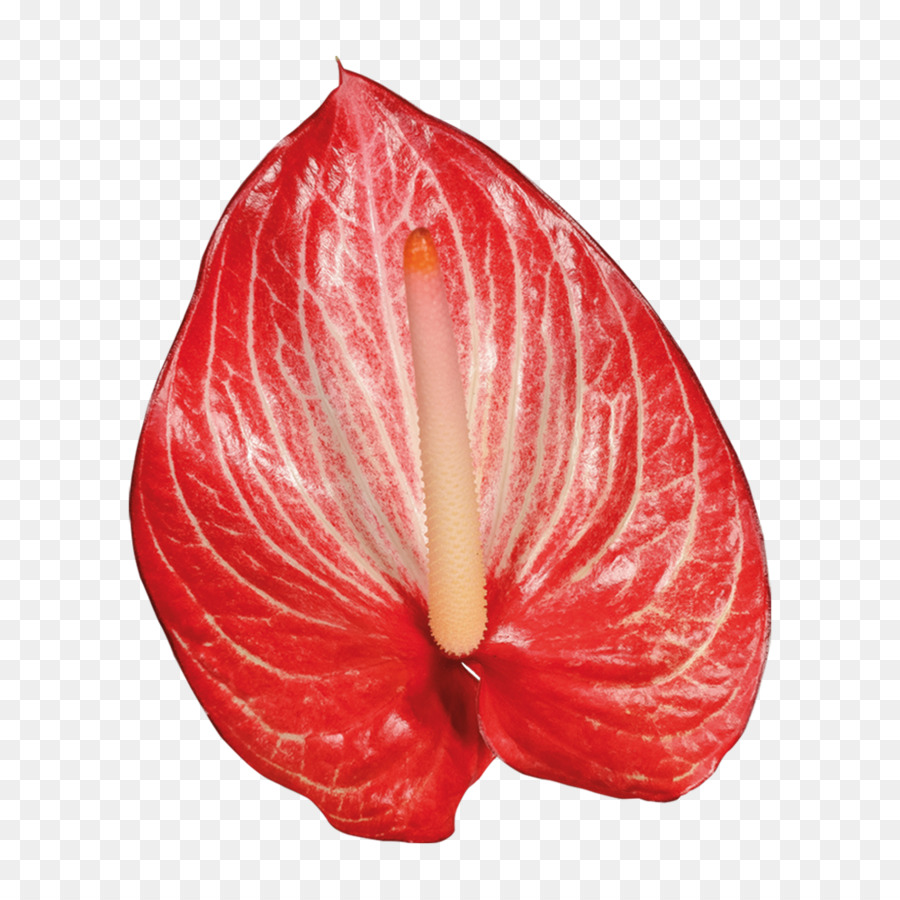 Anthurium Andraeanum，Bunga PNG