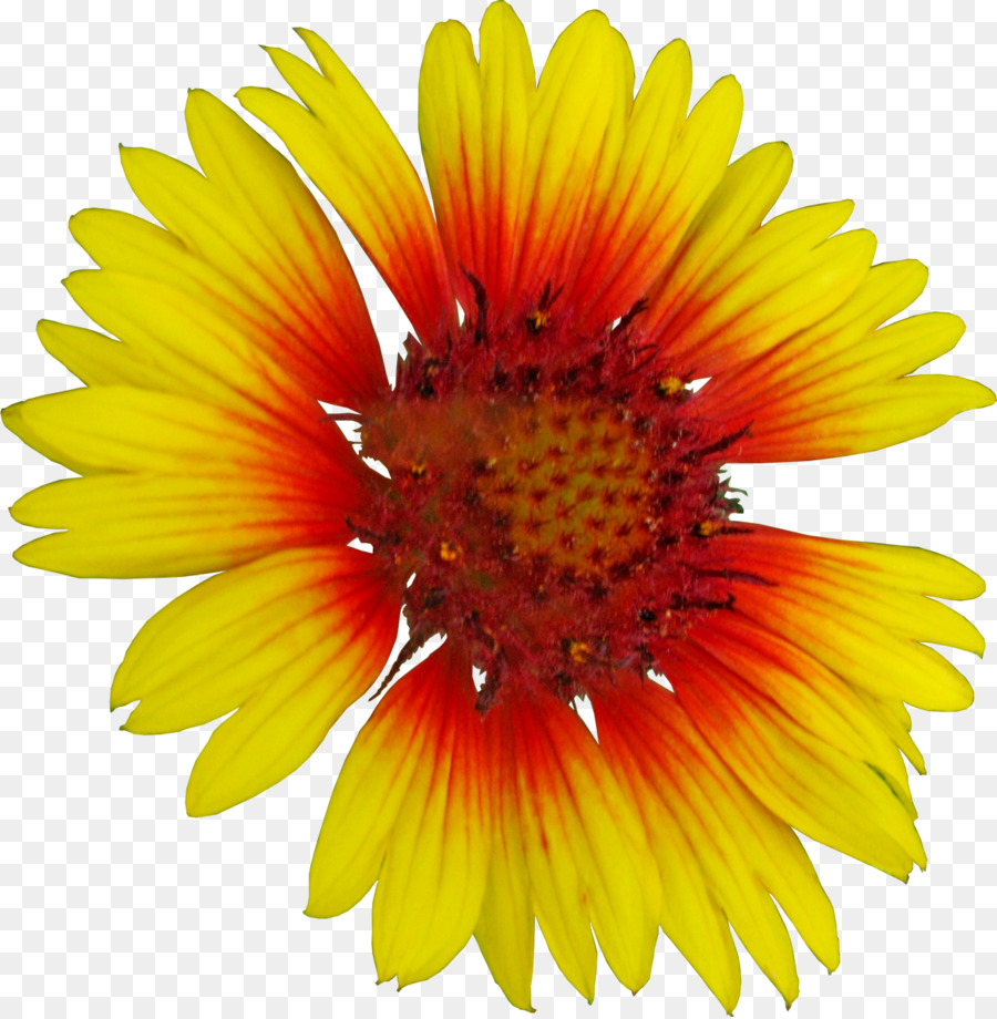 Umum Bunga Matahari，Fotografi PNG