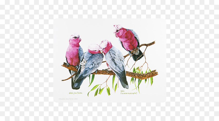 Burung，Tempat Mats PNG