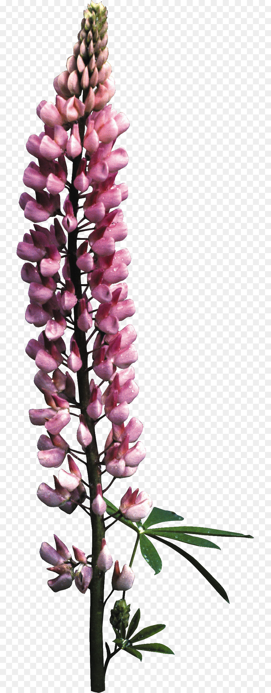 Foxgloves，Desain Bunga PNG