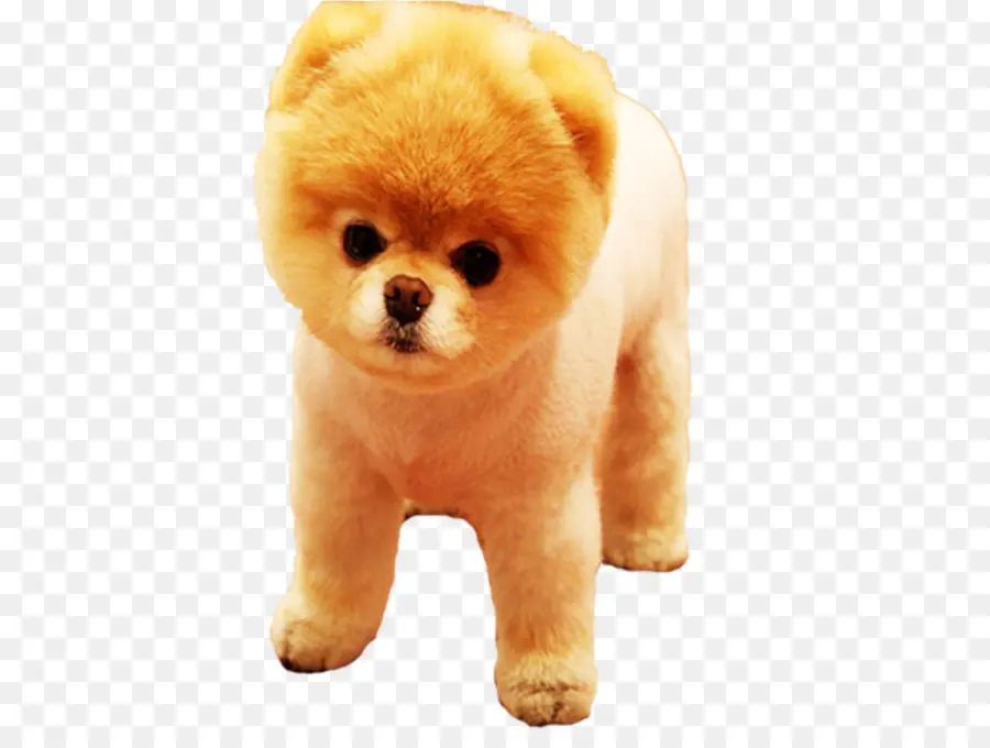 Anjing Pomeranian Yang Lucu，Peliharaan PNG