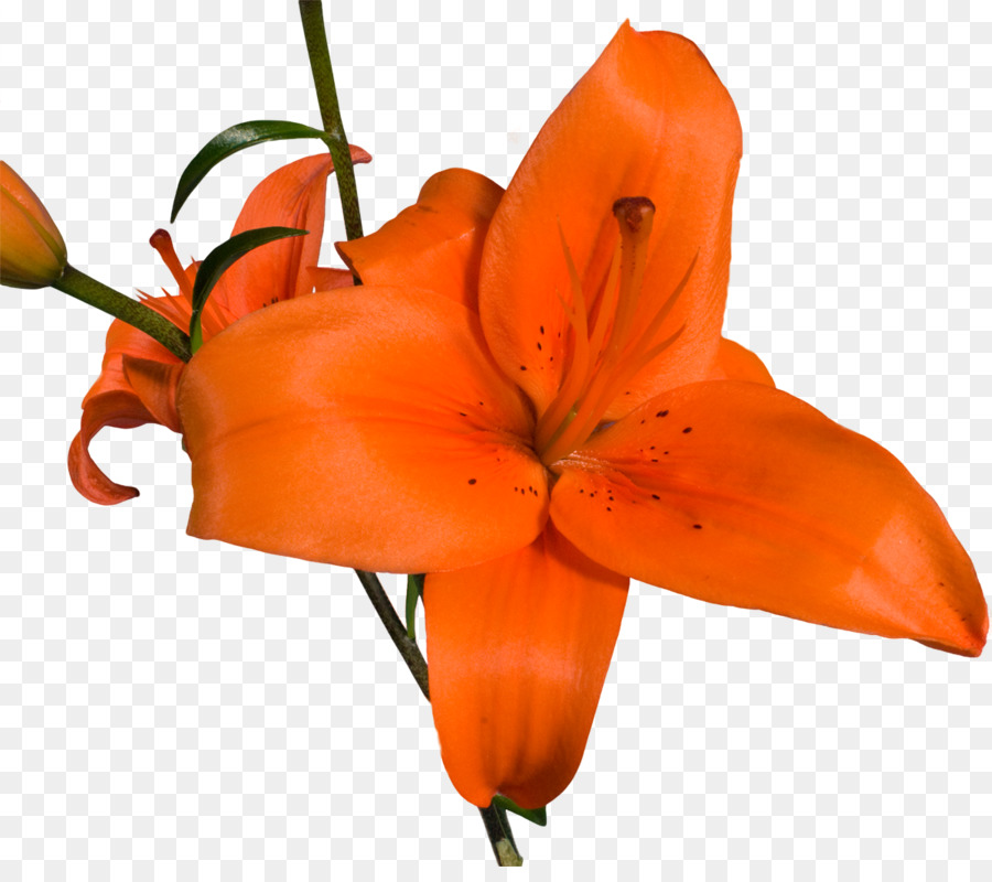 Bunga Potong，Kelopak PNG