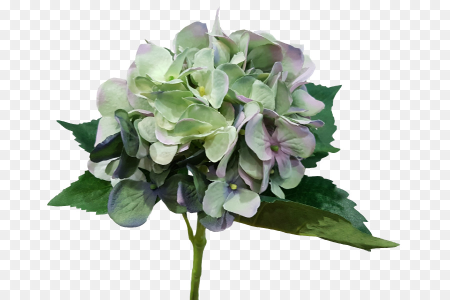 Hydrangea，Bunga Potong PNG