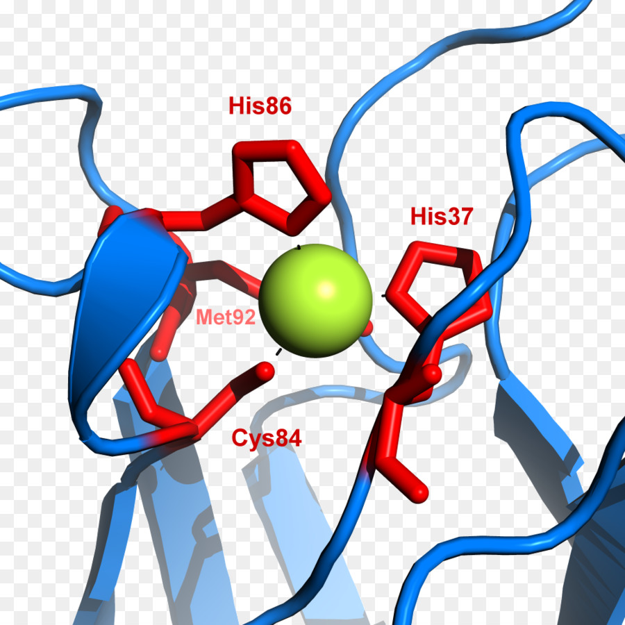 Plastocyanin，Tembaga Protein PNG