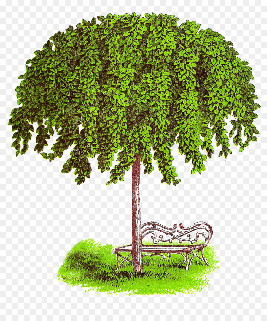 Pohon，Keadaan Pohon PNG