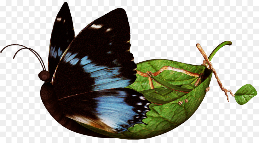 Nymphalidae，Kupu Kupu PNG