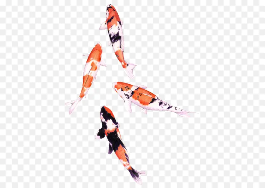 Koi，Ikan PNG