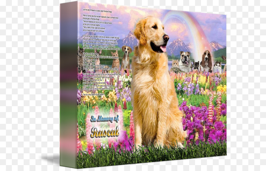 Golden Retriever，Labrador Retriever PNG