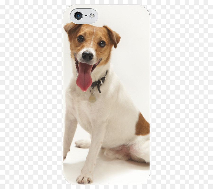 Anjing Berkembang Biak，Russell Terrier PNG