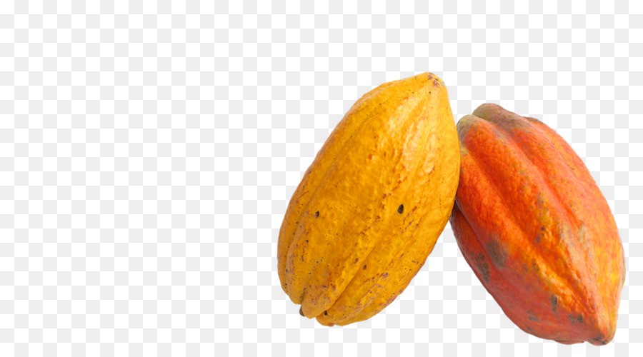 Biji Kakao，Theobroma Cacao PNG