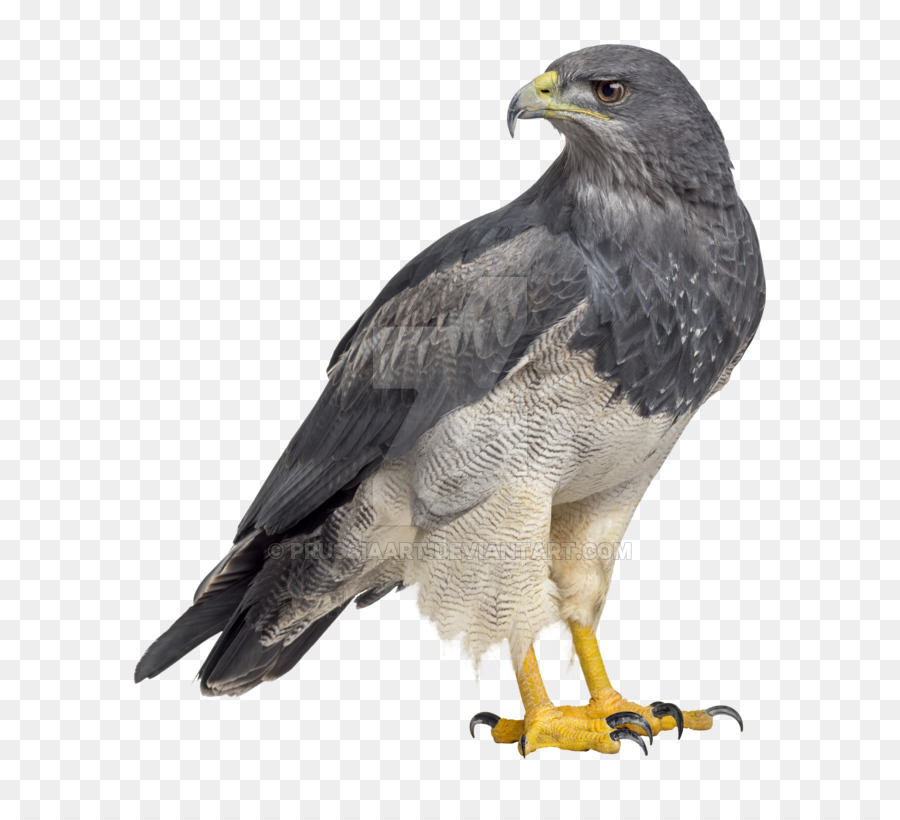 Elang Botak, Blackchested Buzzardeagle, Burung gambar png