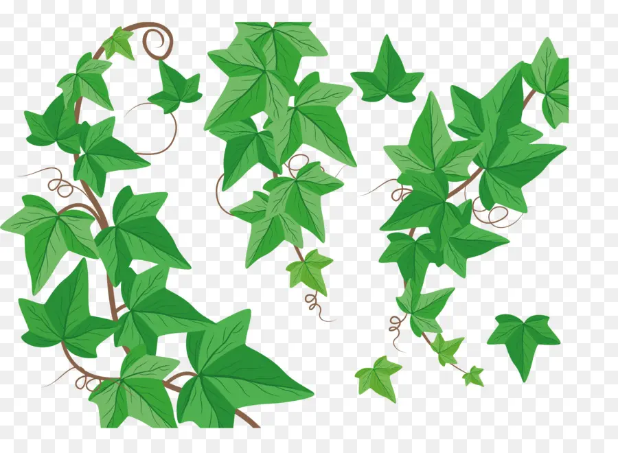 Tanaman Merambat Ivy Hijau，Ivy PNG