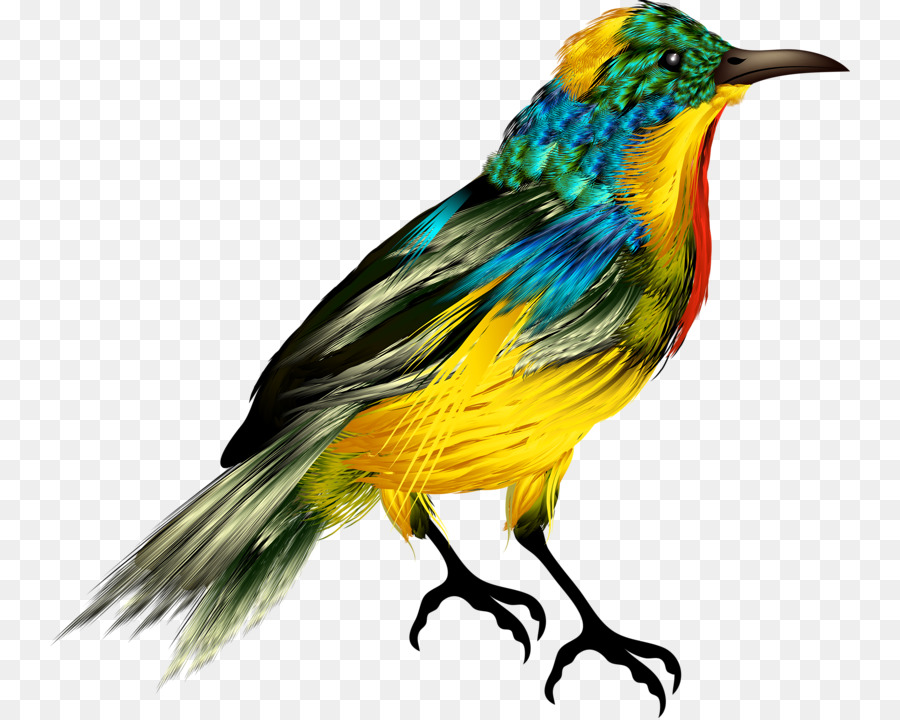 Burung Kuning，Burung PNG