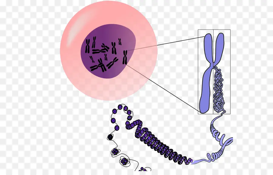 Kromosom Sel，Dna PNG