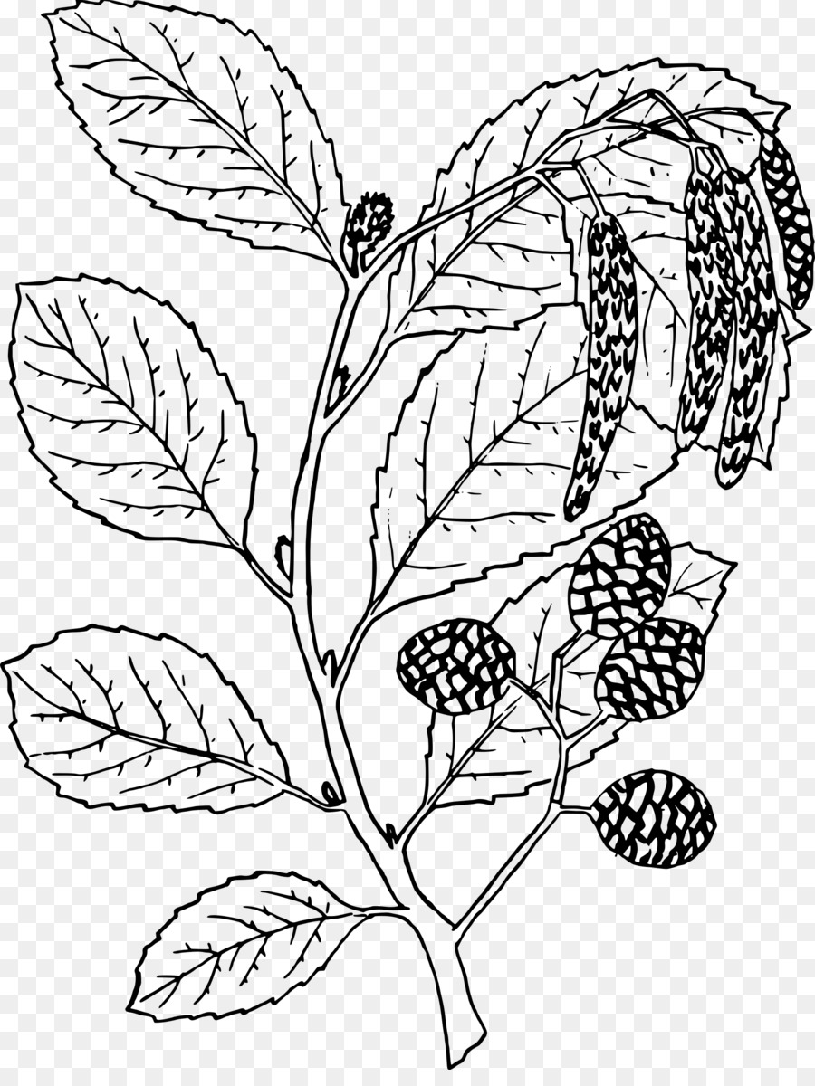 Alder，Alnus Oblongifolia PNG